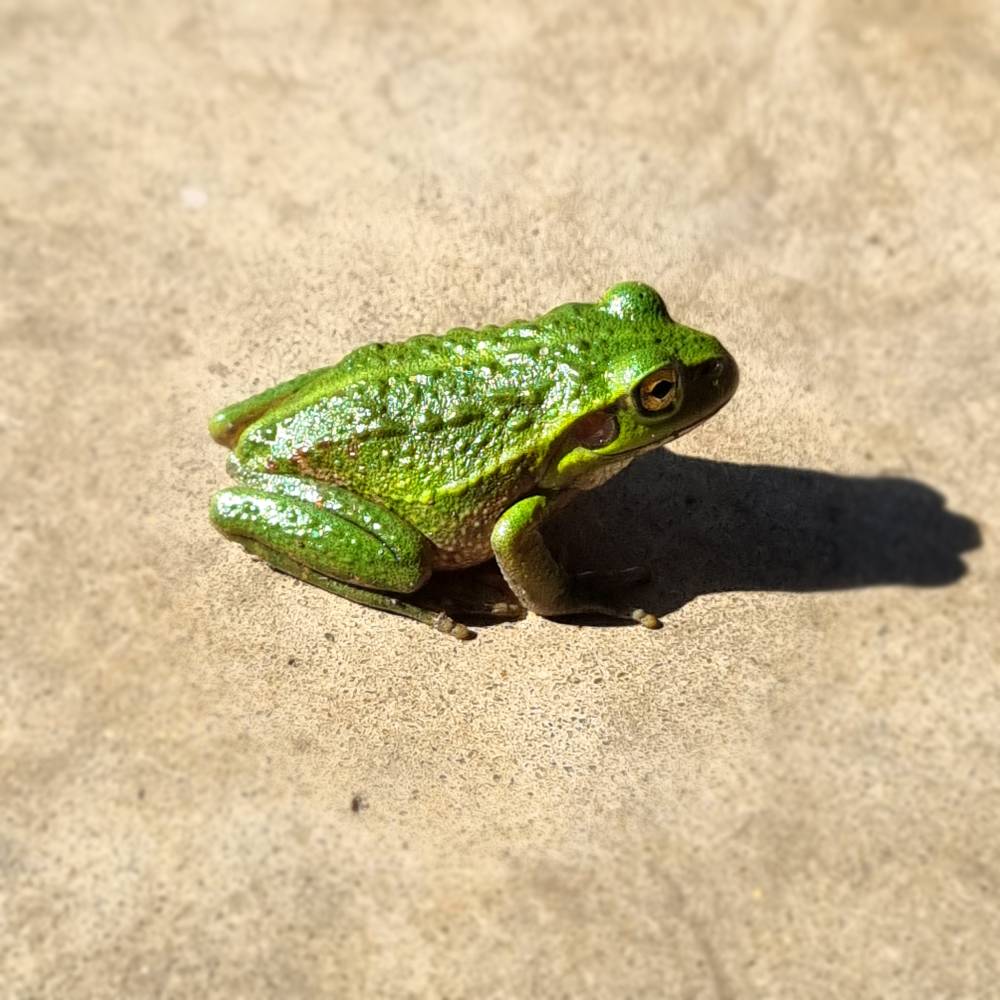frog