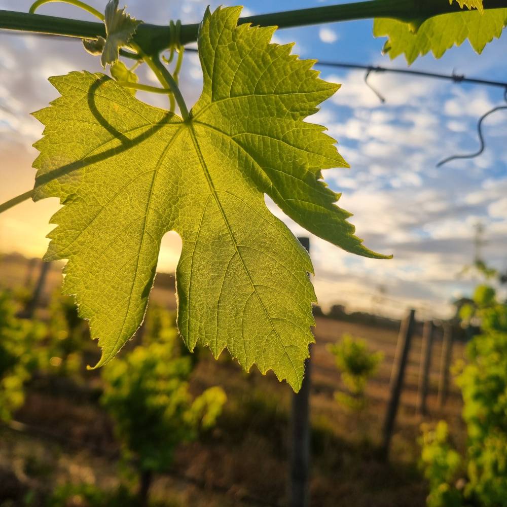 sustainable-wine